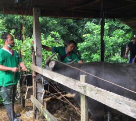 ปศุสัตว์จังหวัดบึงกาฬ รณรงค์ฉีดวัคซีนป้องกันโรคเฮโมรายิกเซฟติซีเมีย ในพื้นที่อำเภอเมืองบึงกาฬ พร้อมกำชับเกษตรกรเฝ้าระวังโรคในสัตว์ช่วงฤดูฝน อย่างใกล้ชิด