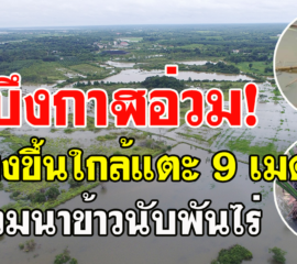 บึงกาฬน้ำโขงขึ้นใกล้แตะ 9 เมตร หนุนลำห้วยสาขาล้นตลิ่งท่วมนาข้าวนับพันไร่