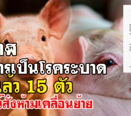 บึงกาฬ พบสุกรเป็นโรคระบาดตายแล้ว 15 ตัว ปศุสัตว์สั่งห้ามเคลื่อนย้าย