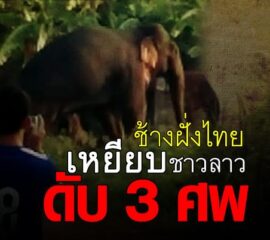 ช้างฝั่งไทย จ.บึงกาฬ ข้ามโขง เหยียบชาวลาว ดับ 3 ศพ