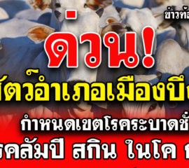 สำนักงานปศุสัตว์อำเภอเมืองกาฬ กำหนดเขตโรคระบาดชั่วคราว ชนิดโรคลัมปี สกิน (Lumpy Skin disease) ในโค กระบือ