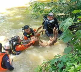 บึงกาฬ แม่วัวพันธุ์ชาร์โรเล่ส์ร้องหาลูกระงมหลังติดโรคลัมปีสกินจมน้ำดับ