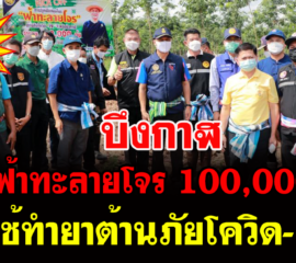 บึงกาฬปลูกฟ้าทะลายโจร 100,000 ต้นใช้ทำยาต้านภัยโควิด-19