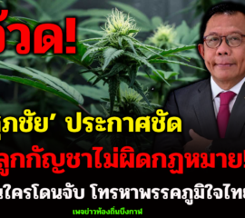 ‘ศุภชัย’ ประกาศชัด ปลูกกัญชาไม่ผิด กม.ตั้งแต่ 9 ธ.ค.64 ลั่นใครโดนจับ โทรหาพรรคภูมิใจไทย