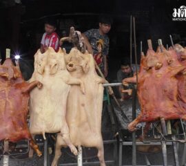 บึงกาฬหมูหันพุ่ง 2,500 บาท ยังขายดี แม้ราคาสูง ยอดสั่งจองทะลุ 50 ตัว