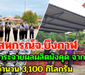 สหกรณ์จ.บึงกาฬ ร่วมกันกระจายผลผลิตมังคุด จากระยอง จำนวน 3,100 กิโลกรัม