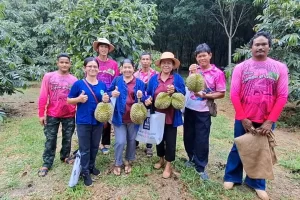 ทุเรียนบึงกาฬทำเงินกว่า 300 ล้าน ล้งแห่เหมาสวนส่งขายจีน จังหวัดหนุนขยายการปลูก